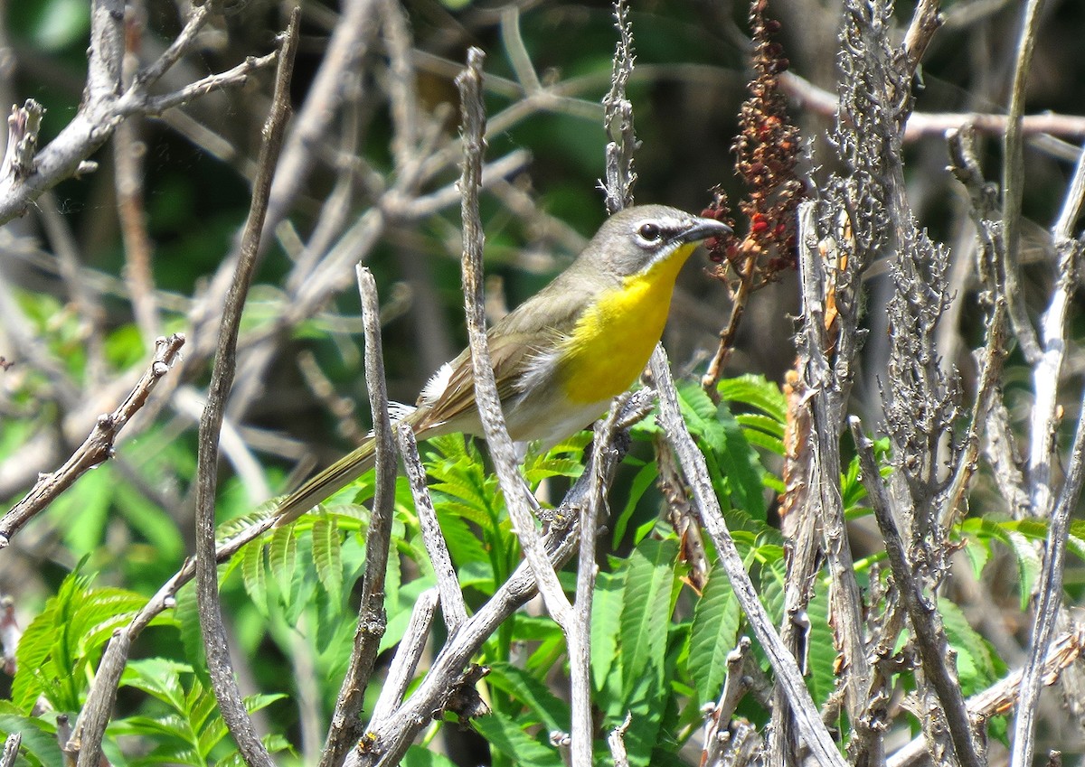 Yellow-breasted Chat - ML128035011