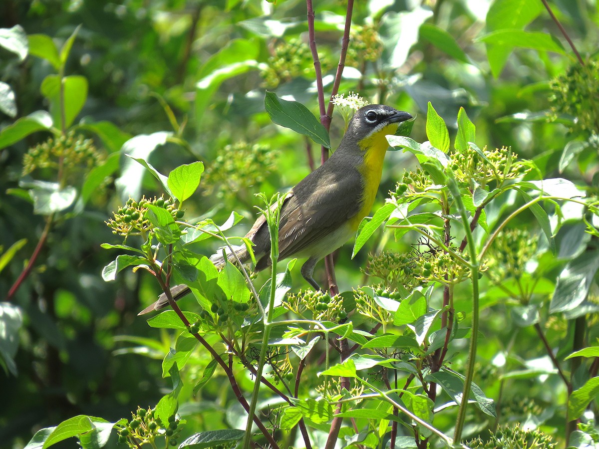 Yellow-breasted Chat - ML128035041