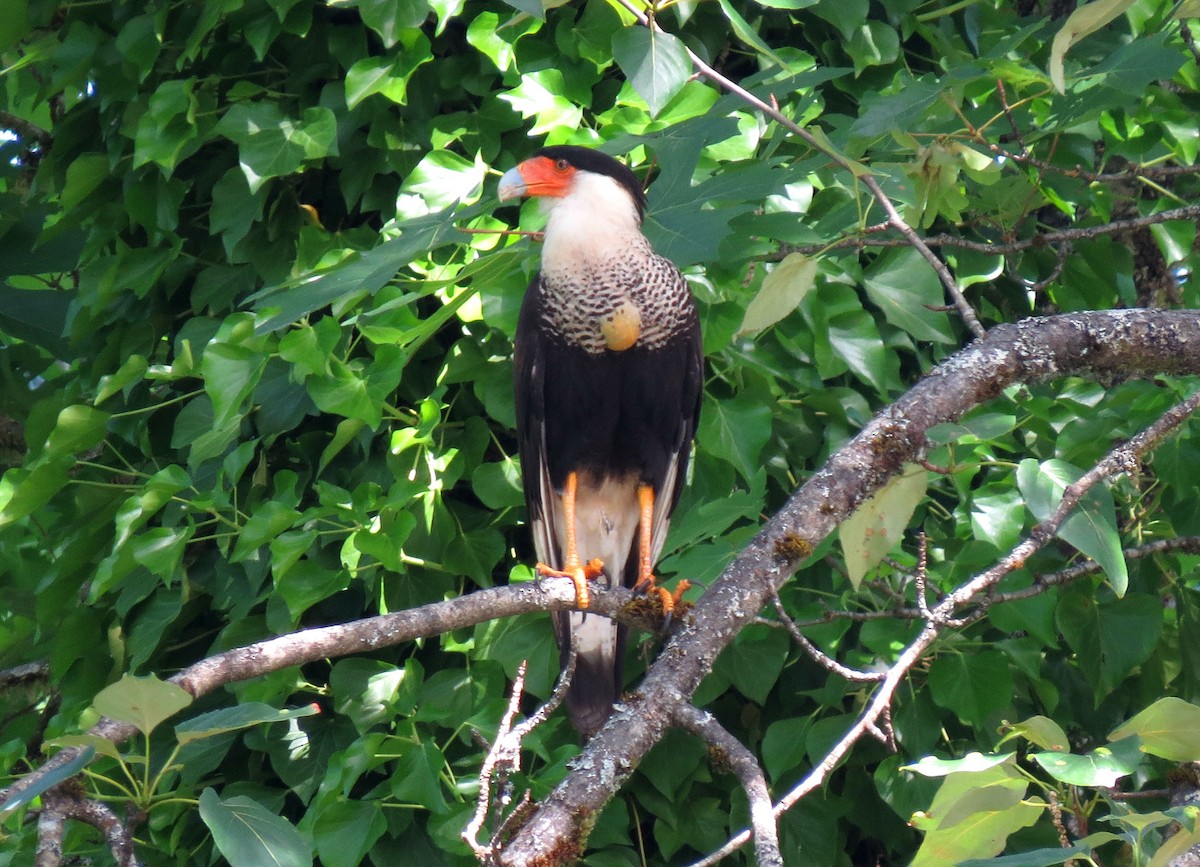 Crested Caracara (Northern) - ML128035561