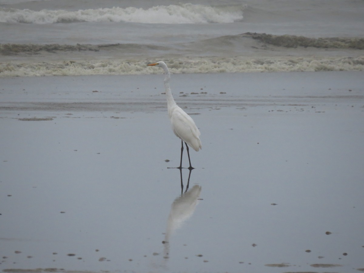 Great Egret - ML128036161