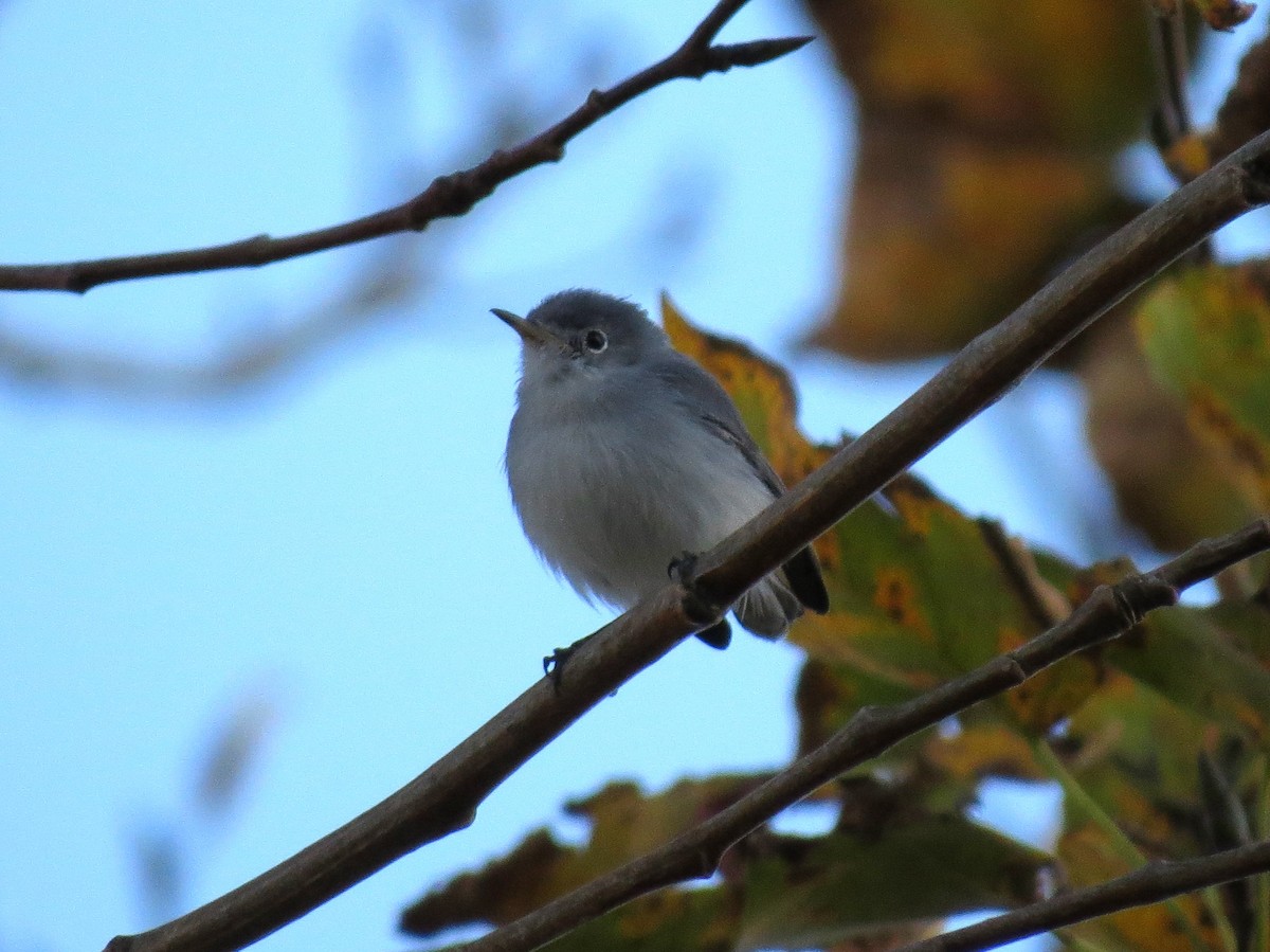 Gobemoucheron gris-bleu - ML128037291