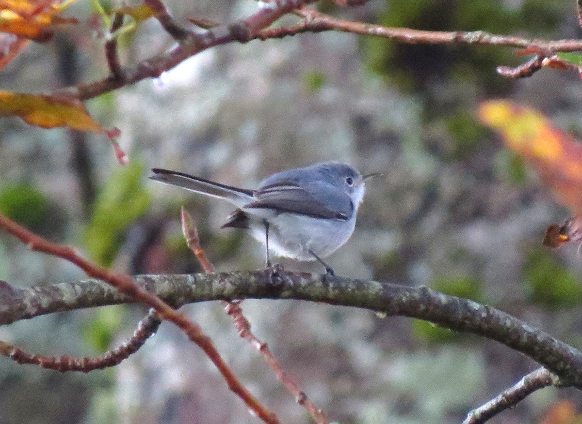 Gobemoucheron gris-bleu - ML128037321