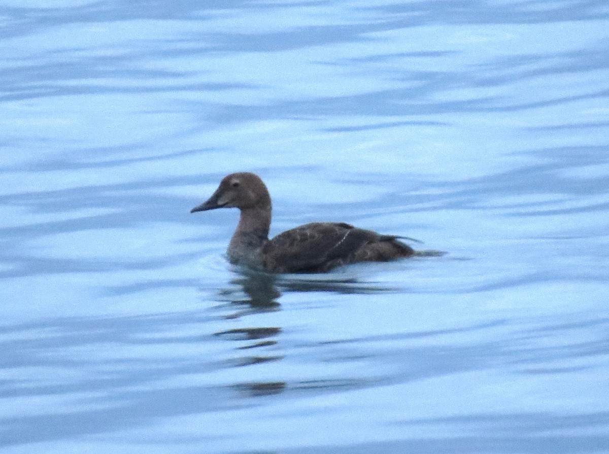 Eider à tête grise - ML128037531