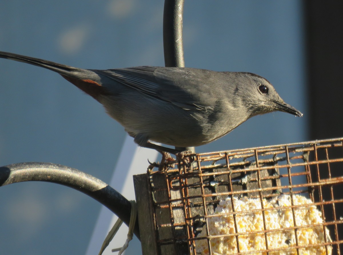 Pájaro Gato Gris - ML128038011