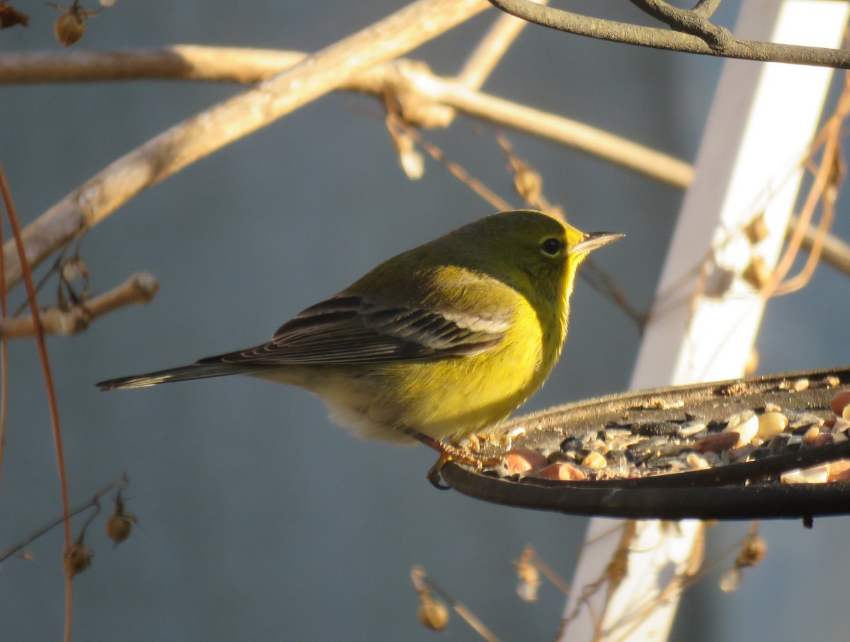 Pine Warbler - ML128040271