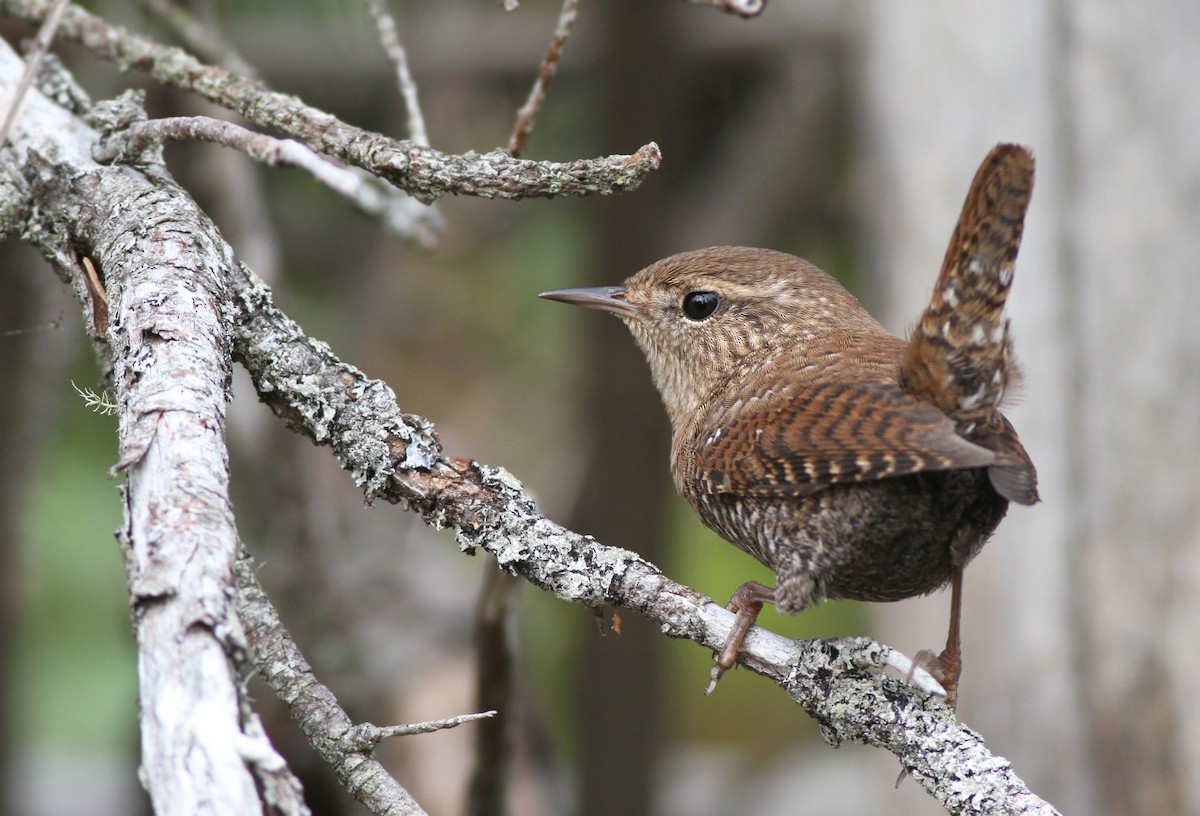 Winter Wren - ML128041901