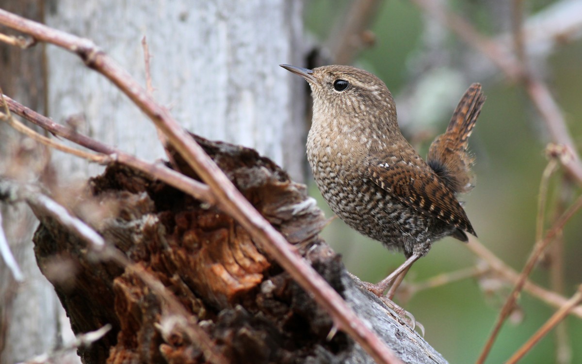 Winter Wren - ML128041911