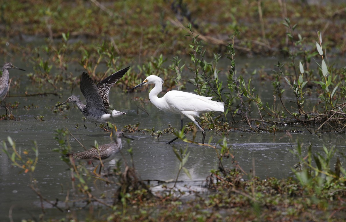 Aigrette neigeuse - ML128042491