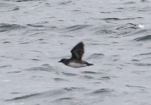 Cassin's Auklet - ML128043131