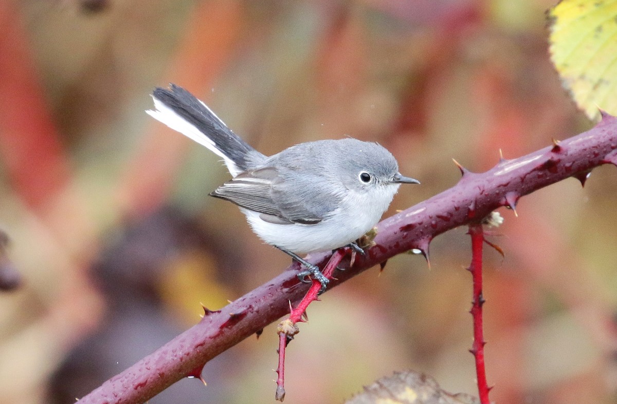 Blue-gray Gnatcatcher (caerulea) - ML128043151