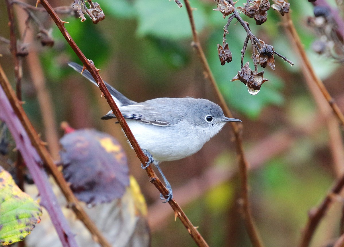 Blue-gray Gnatcatcher - ML128043311