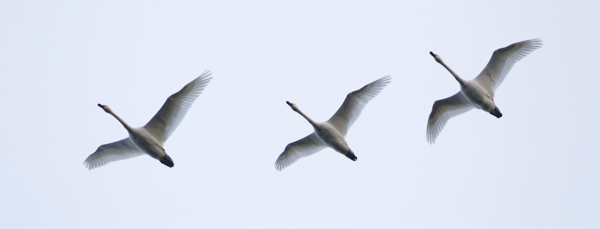 Tundra Swan - ML128043771