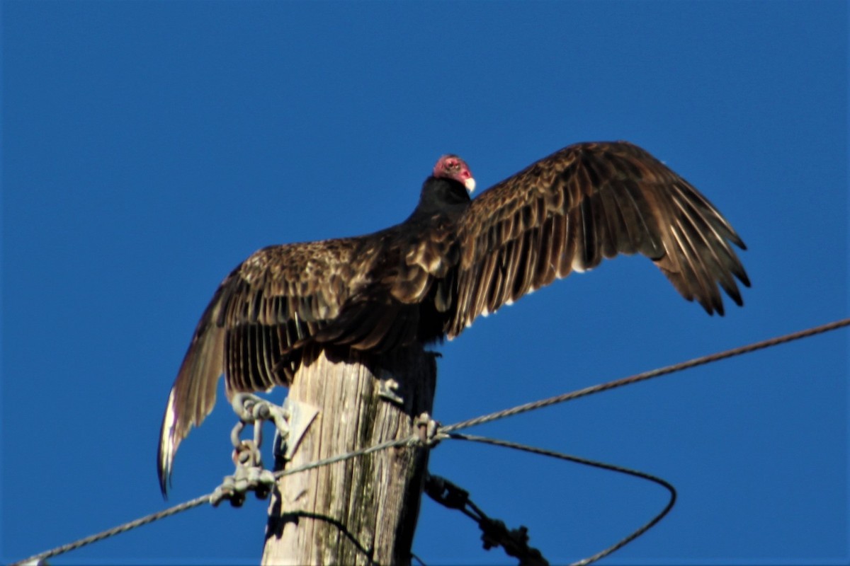 Turkey Vulture - ML128044541