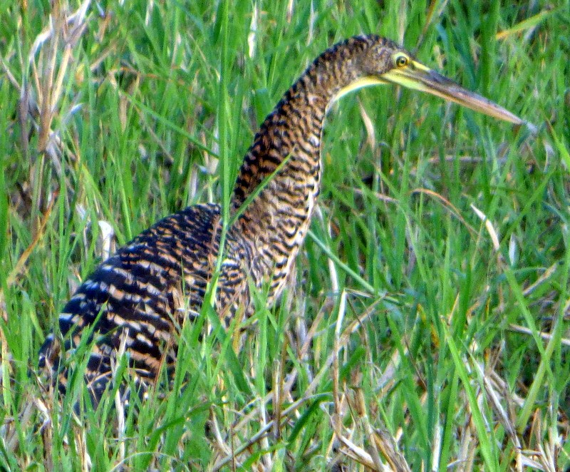 Bare-throated Tiger-Heron - Bill Fox