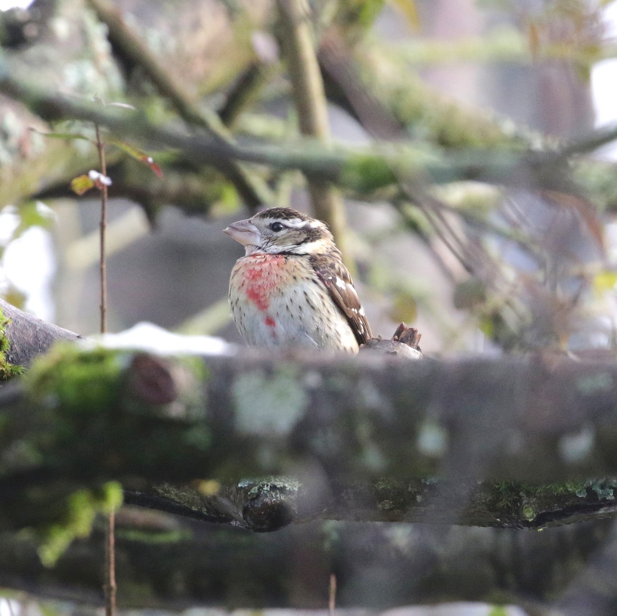 Rose-breasted Grosbeak - ML128045761