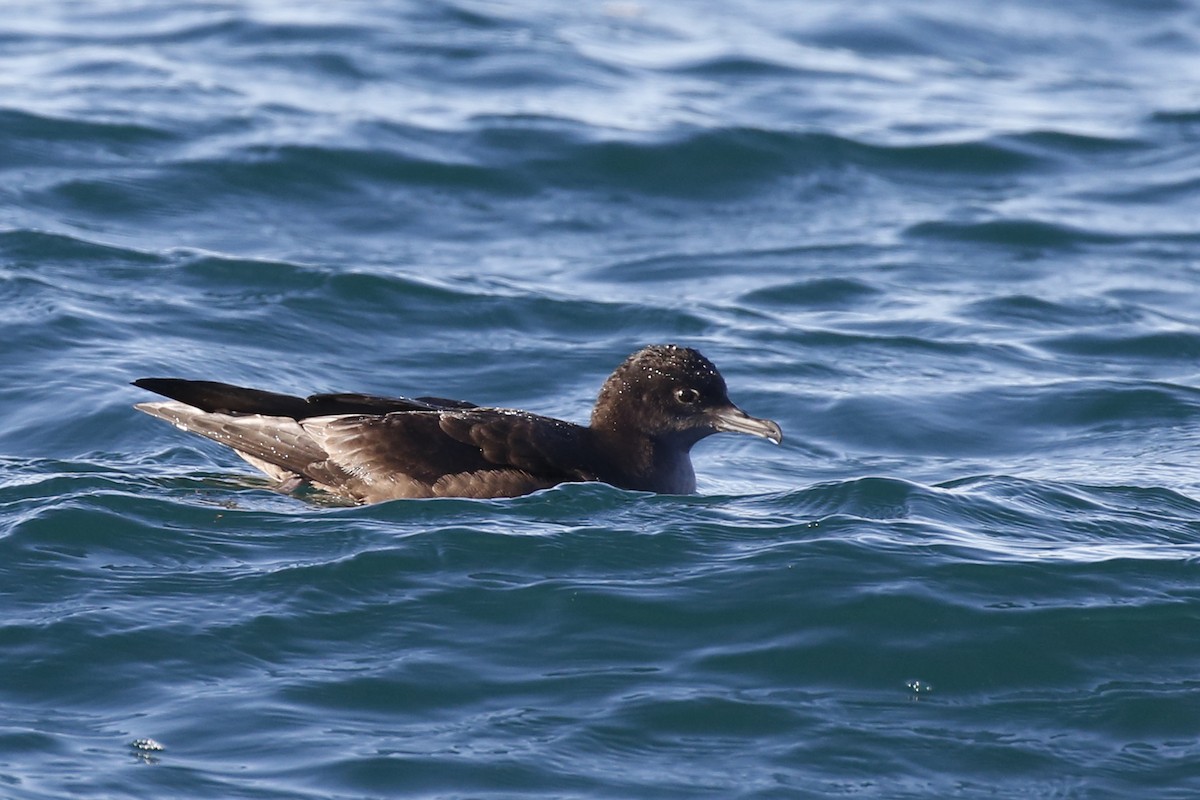 Short-tailed Shearwater - ML128046731