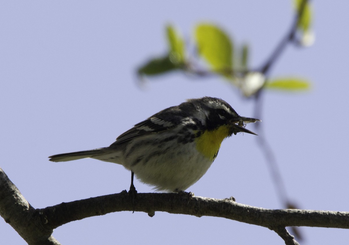 Yellow-throated Warbler (albilora) - ML128046751