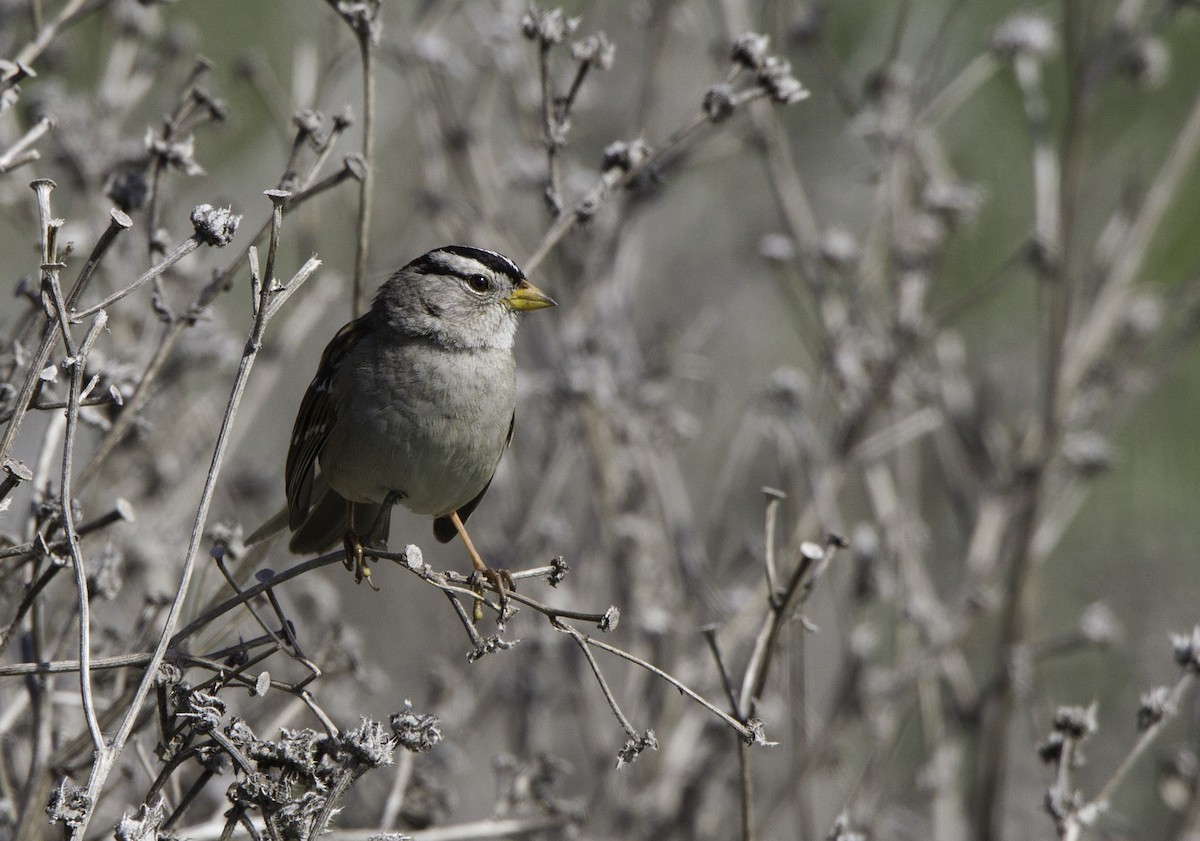 White-crowned Sparrow (pugetensis) - ML128046791