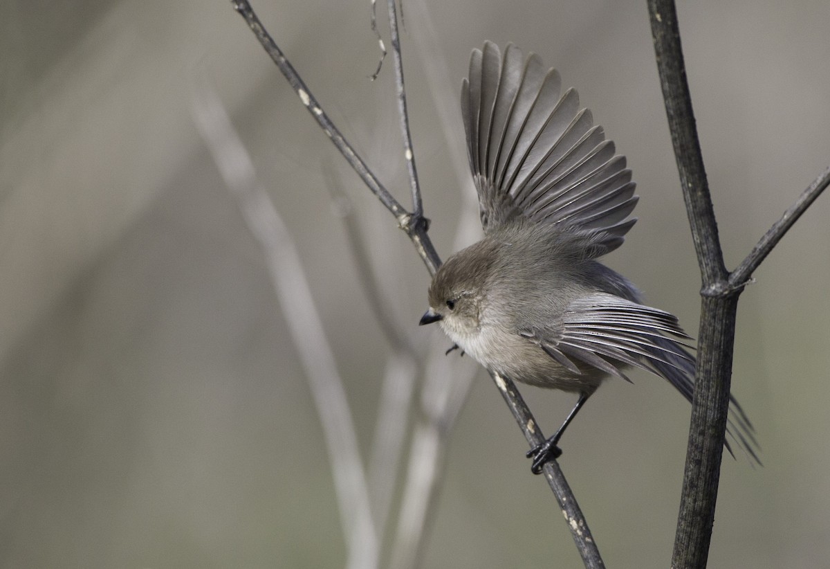 Bushtit - Peter Seubert