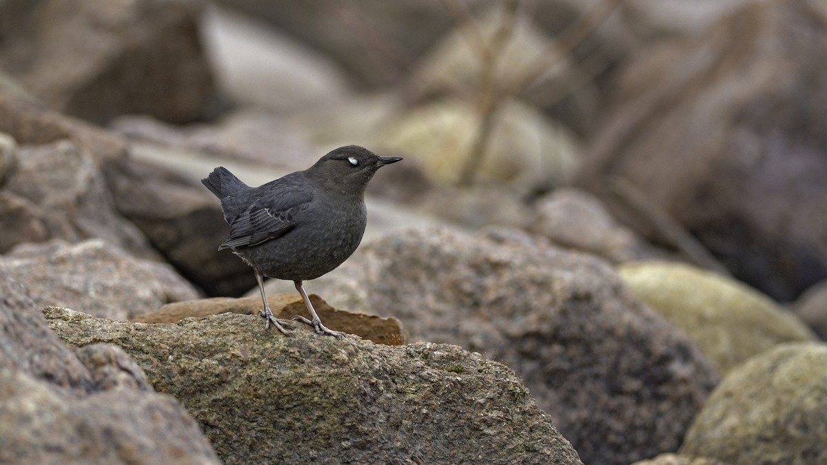 skorec šedý - ML128047771