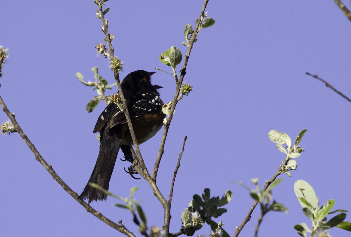 Spotted Towhee - Peter Seubert