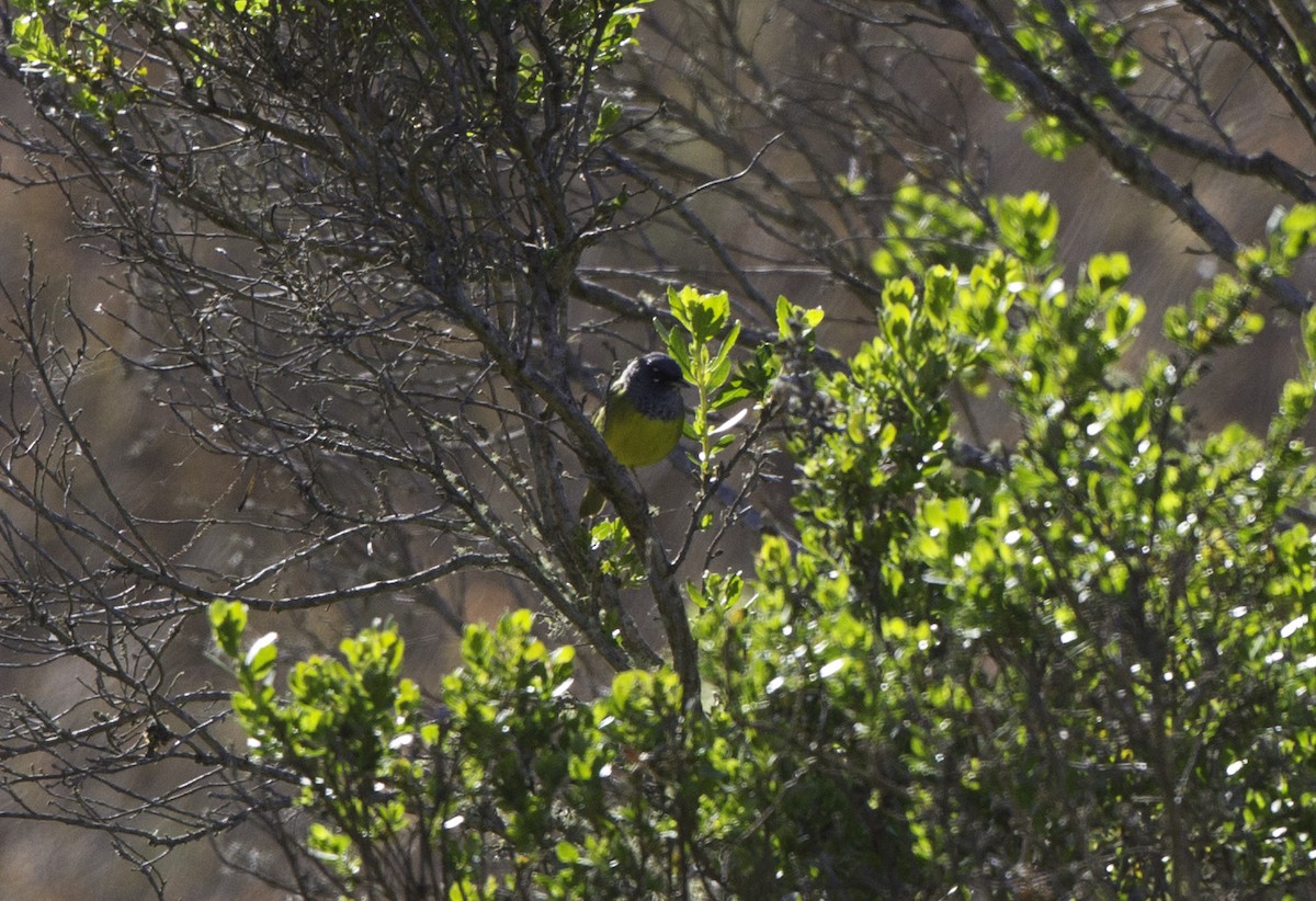 MacGillivray's Warbler - ML128048241