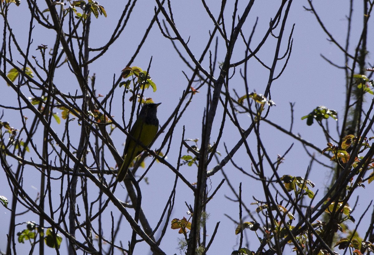 MacGillivray's Warbler - ML128048261