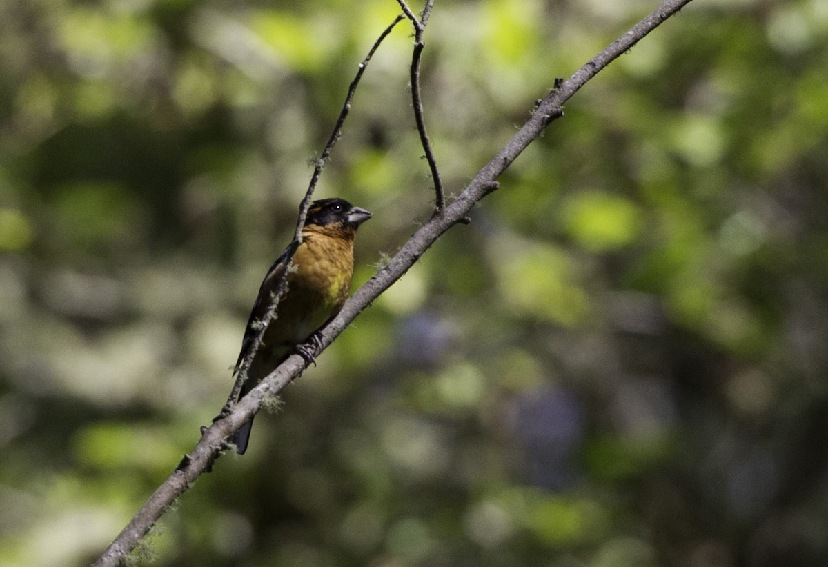 Black-headed Grosbeak - ML128048291