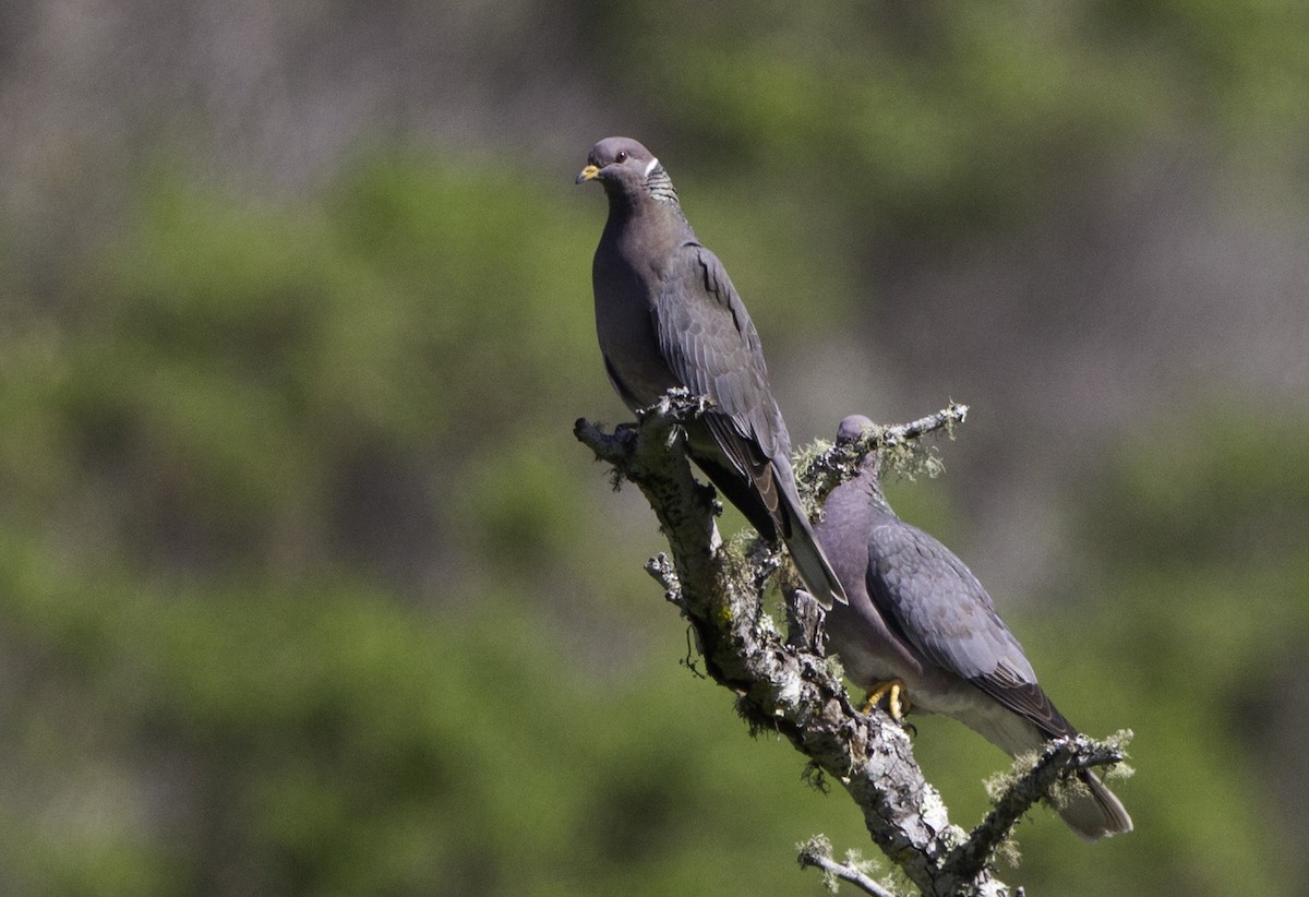 Band-tailed Pigeon - ML128048341