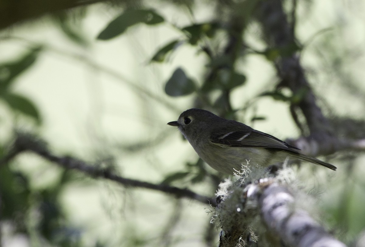 Hutton's Vireo - ML128048401