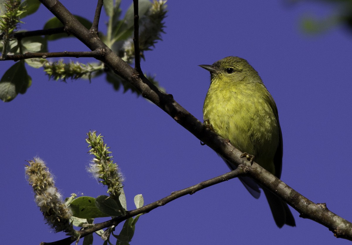 Orange-crowned Warbler (lutescens) - ML128048551