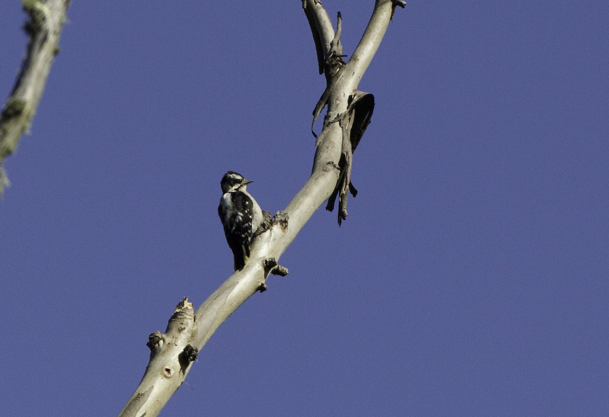 Downy Woodpecker - ML128048601