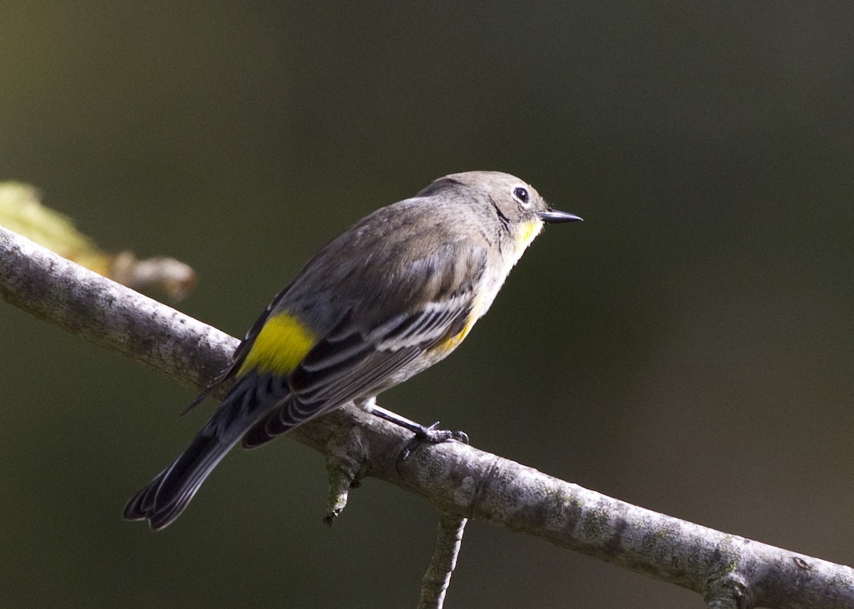 Yellow-rumped Warbler - Peter Seubert