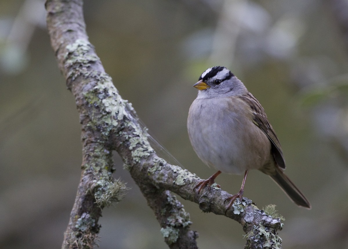 White-crowned Sparrow - ML128052021