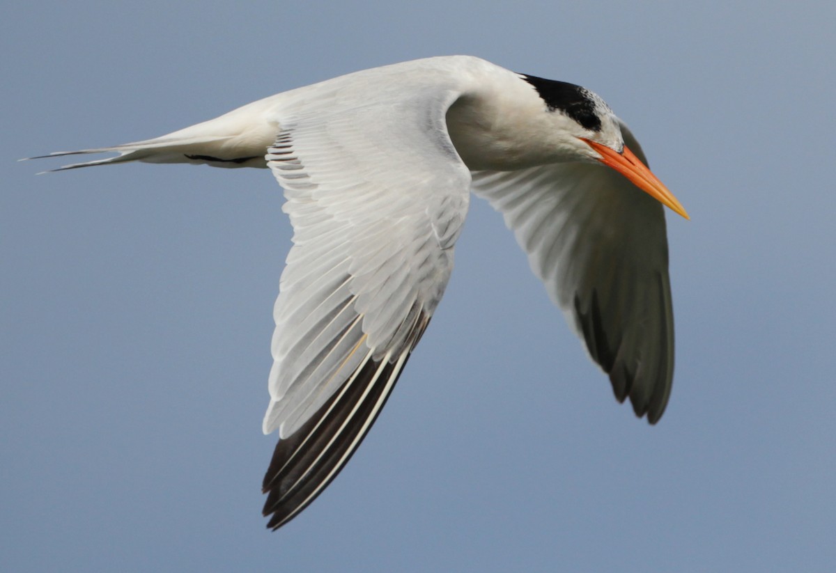 Elegant Tern - ML128052211