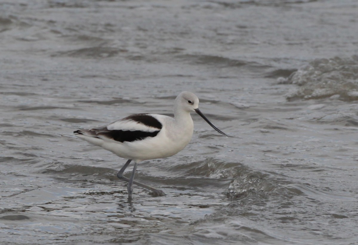 Avocette d'Amérique - ML128052291