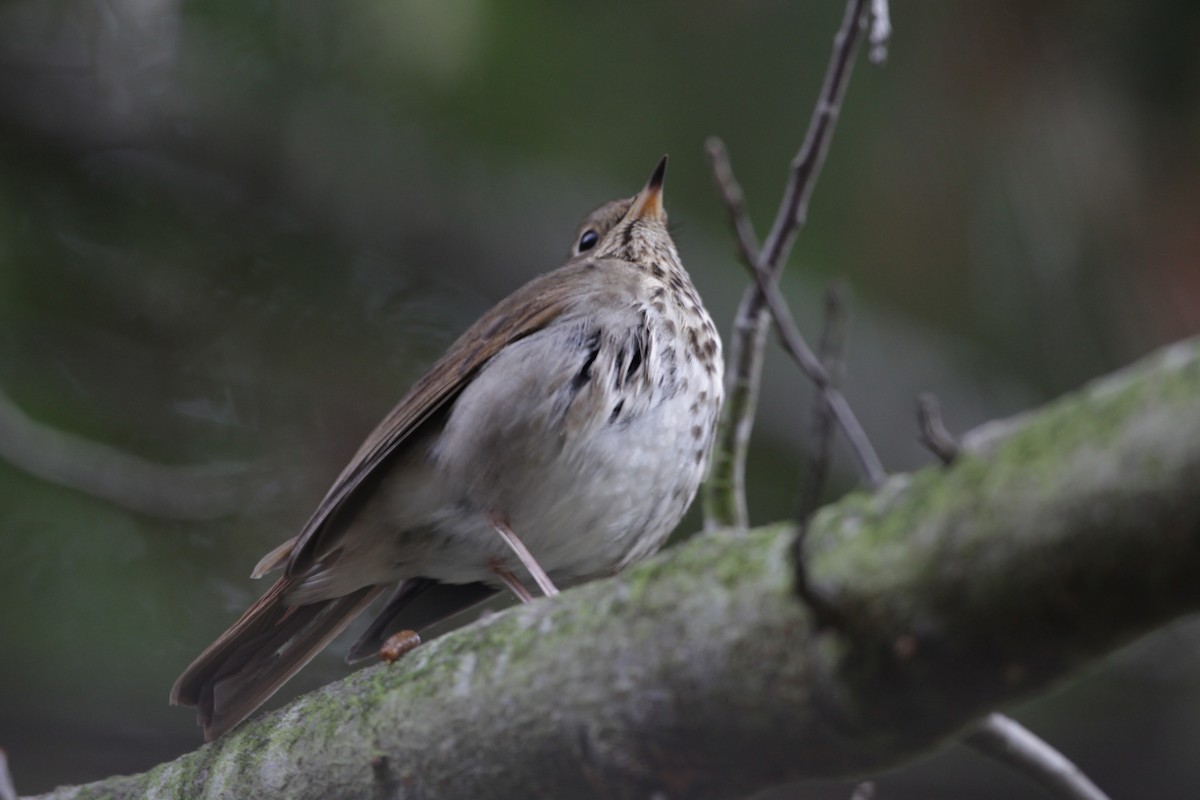 Hermit Thrush - ML128052351