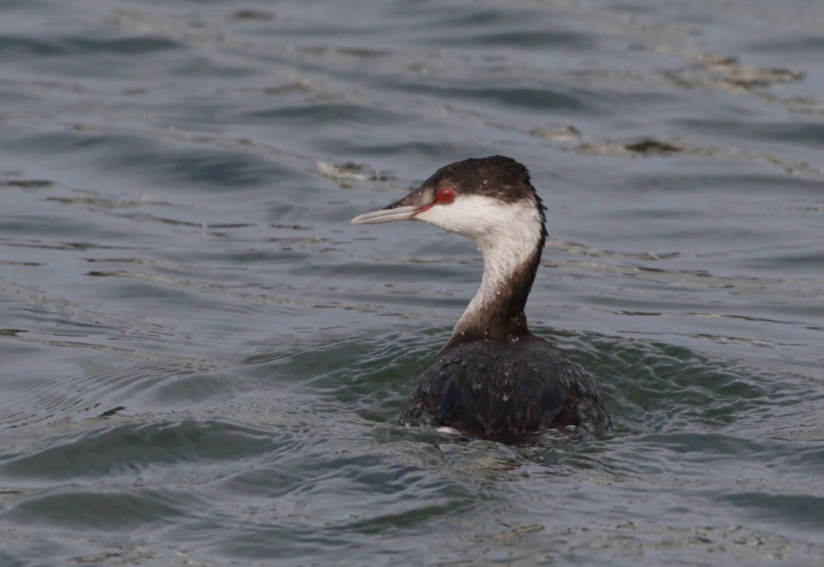 Horned Grebe - ML128052421