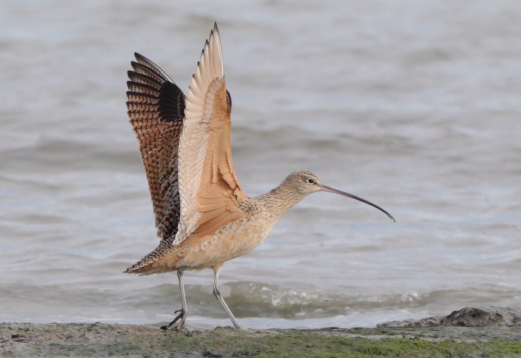 Long-billed Curlew - Peter Seubert