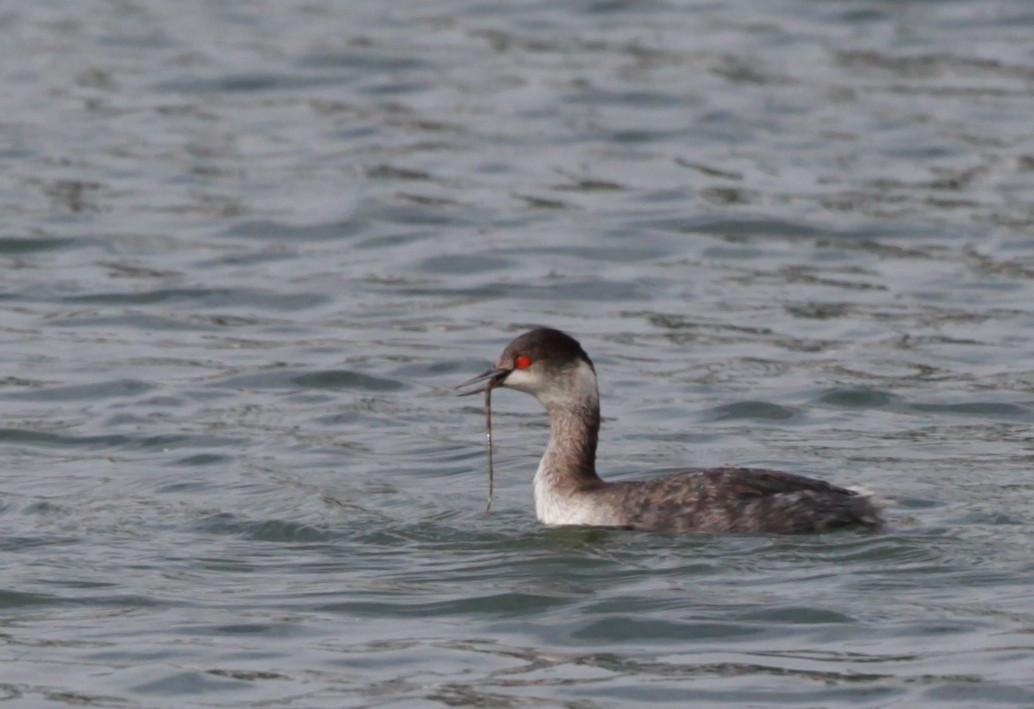 Eared Grebe - ML128052521