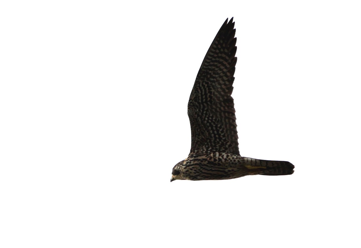 Peregrine Falcon (North American) - ML128052611