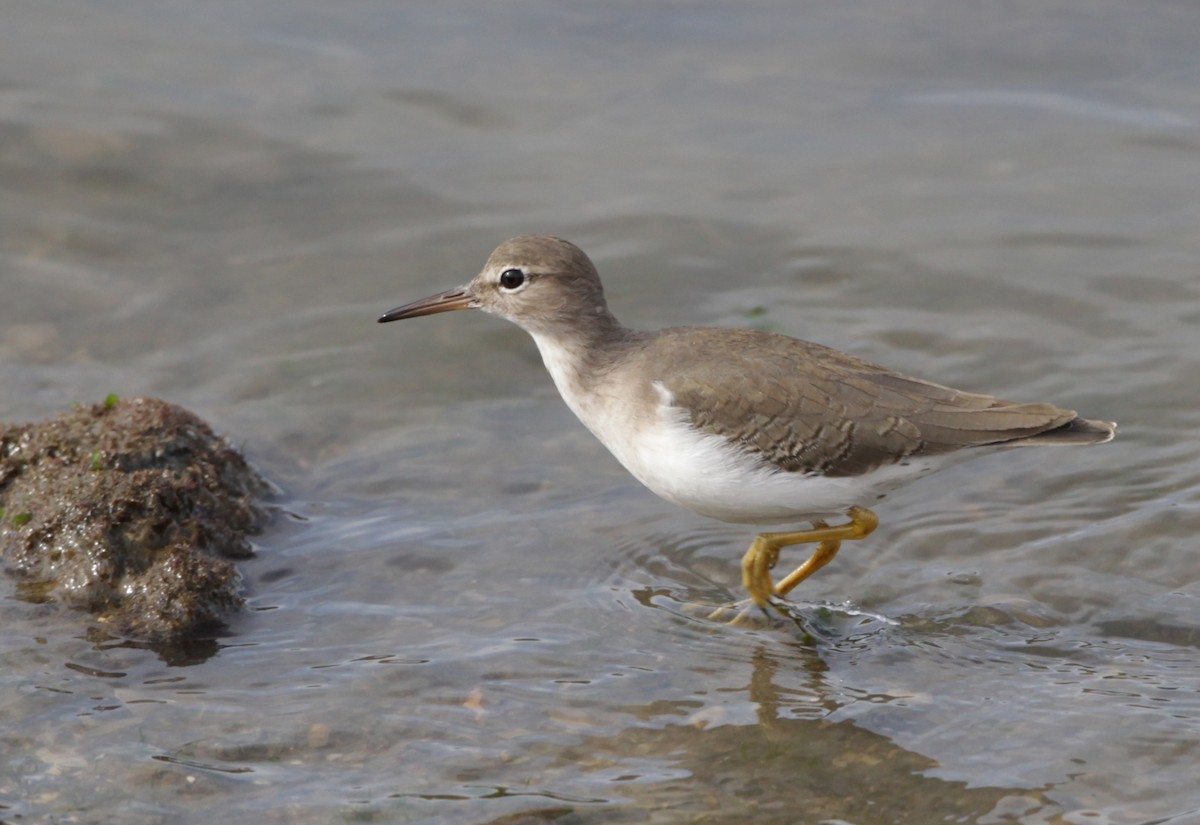 Spotted Sandpiper - ML128052711