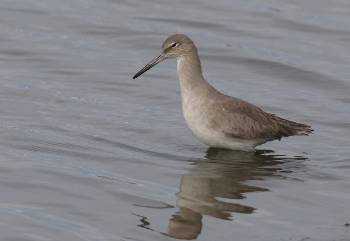 Willet - ML128052781