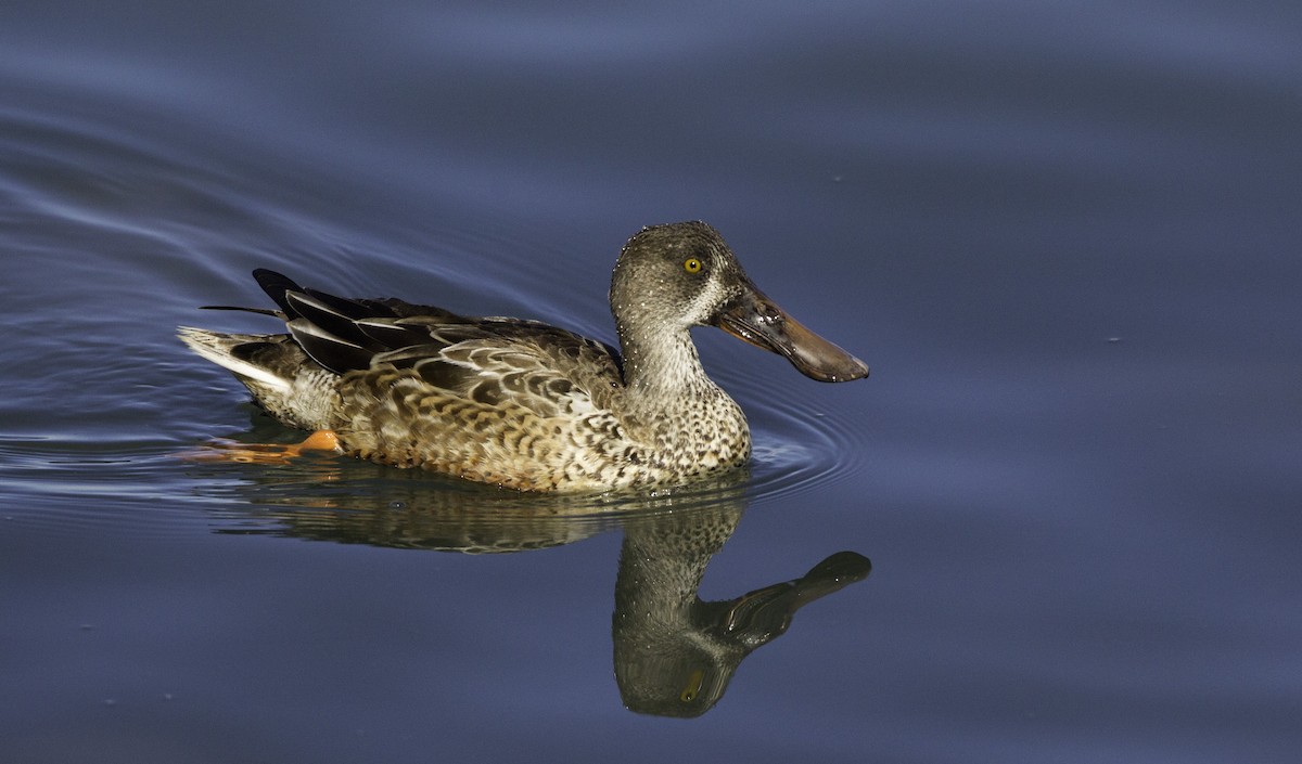 Northern Shoveler - ML128056901