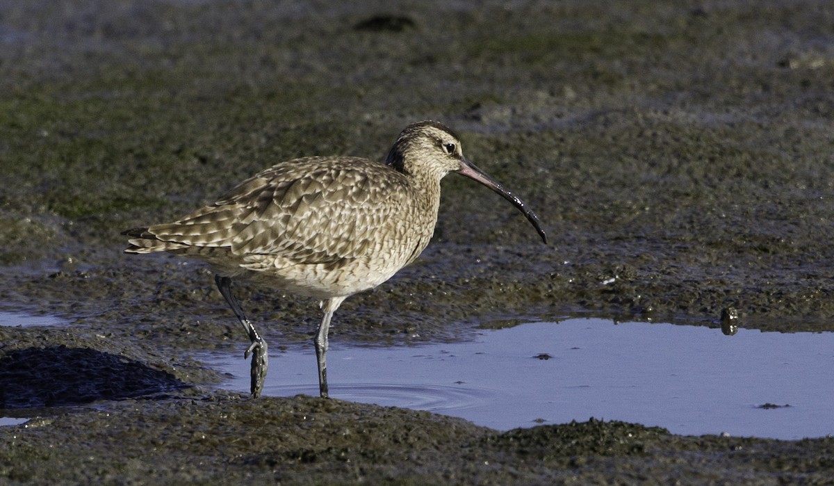 Whimbrel (Hudsonian) - ML128056971