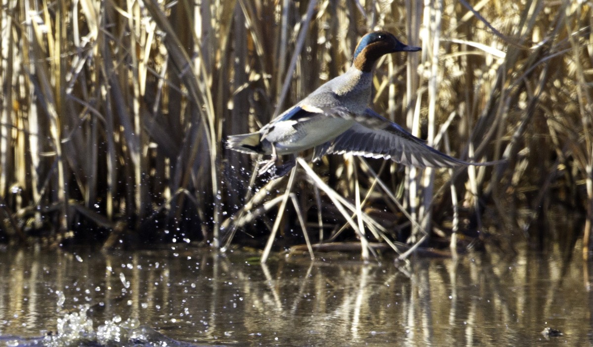 Green-winged Teal (American) - ML128057011