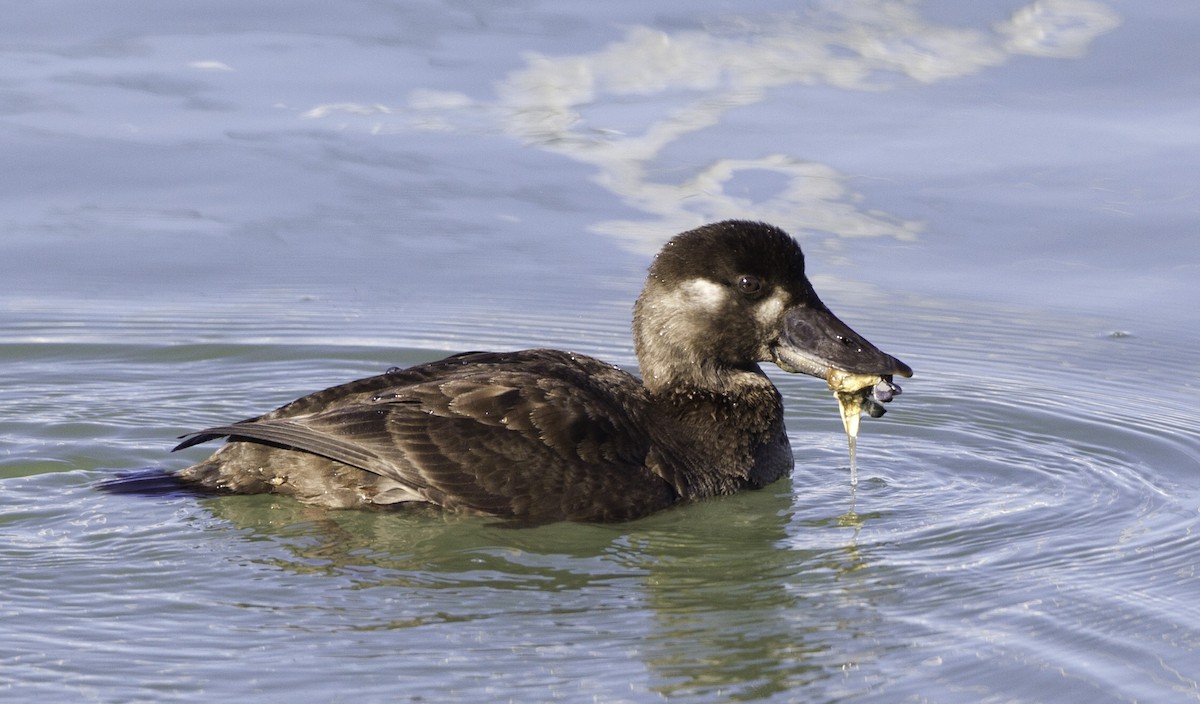 Surf Scoter - ML128057021