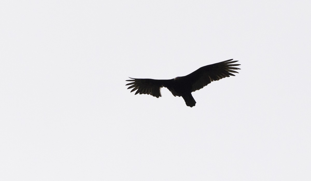 Turkey Vulture - ML128059101