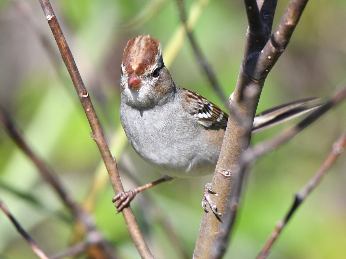 White-crowned Sparrow - ML128061081