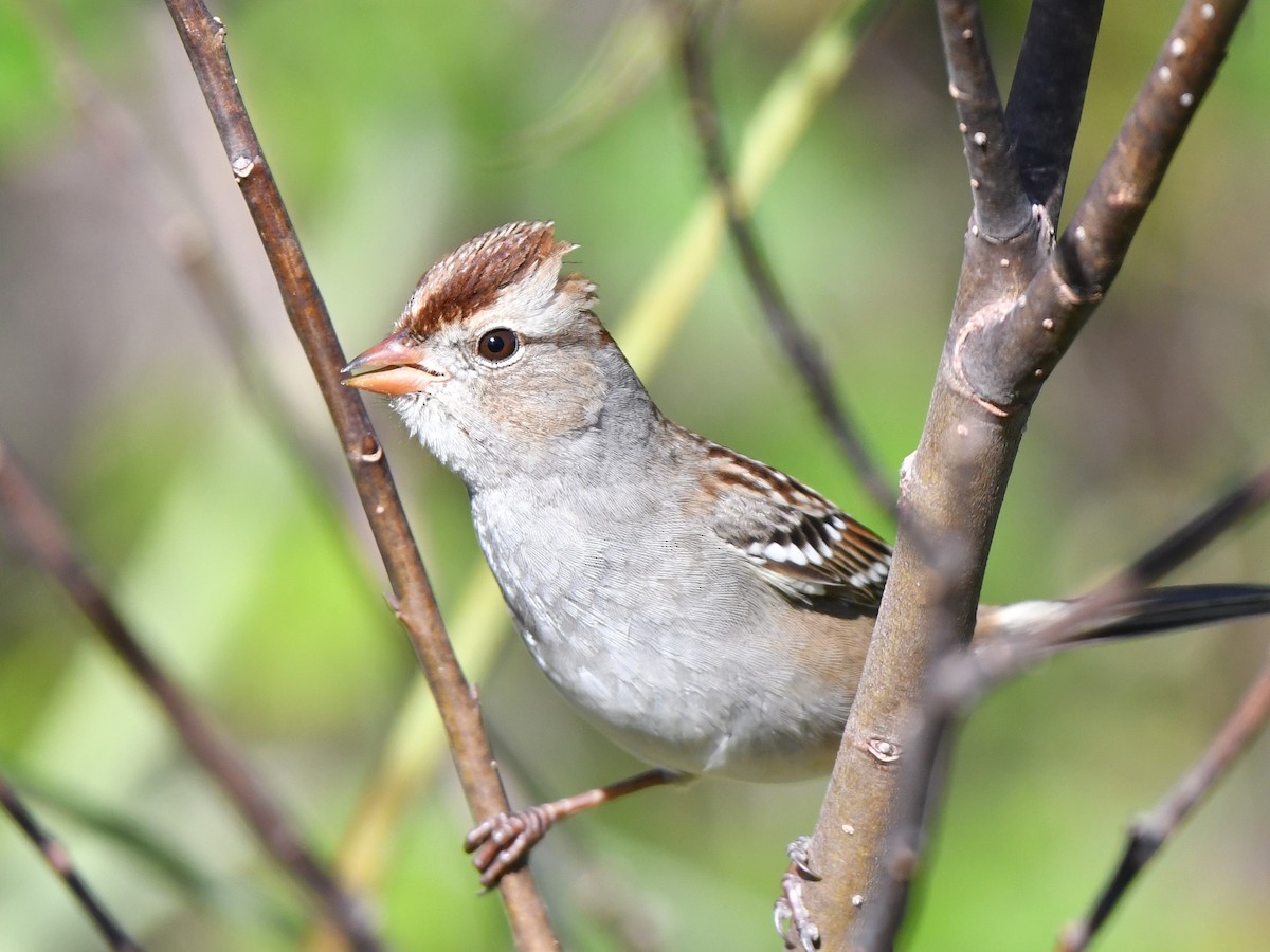 White-crowned Sparrow - ML128061111